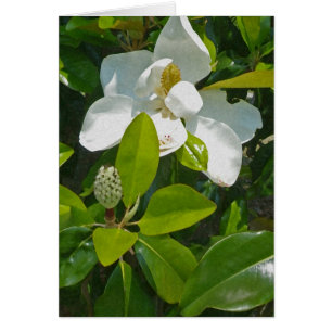 Blume zum Früchte zu tragen