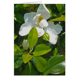 Blume zum Früchte zu tragen