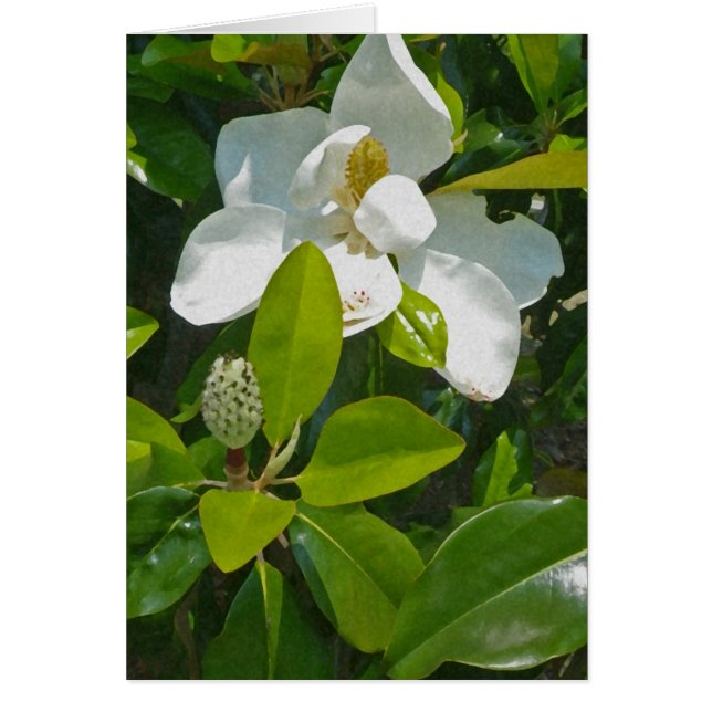 Blume zum Früchte zu tragen (Vorne)