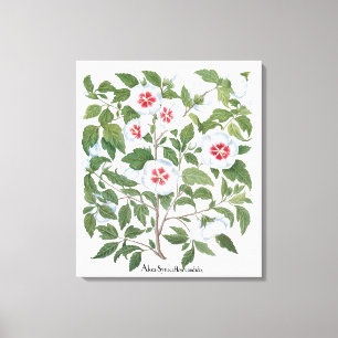 Blume zum Vintagen Hibiskus von Basilius Besler Leinwanddruck