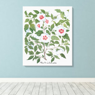 Blume zum Vintagen Hibiskus von Basilius Besler Leinwanddruck