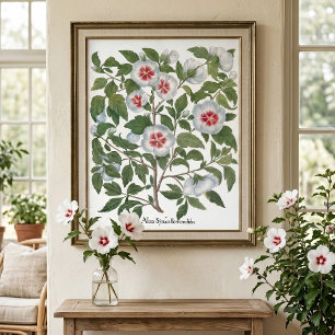 Blume zum Vintagen Hibiskus von Basilius Besler Poster