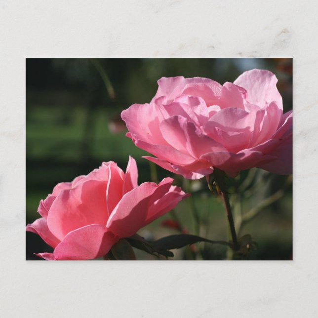Blume zur Geburt - JUNI - Rose Postkarte (Vorderseite)