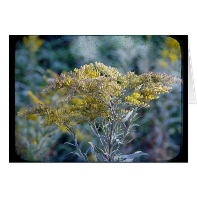 Blume zur Herbstzeit (Vorderseite (Horizontal))