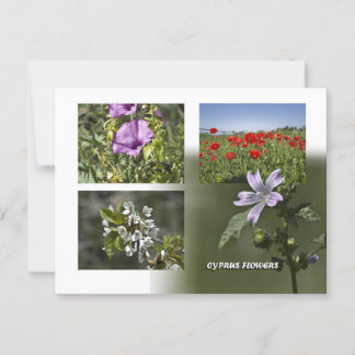 Blume Zypern auf Postkarte