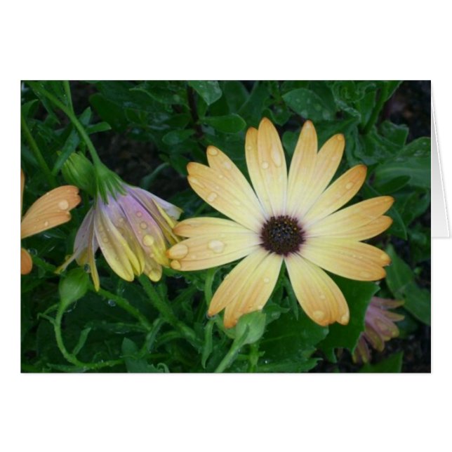 Blumen (Vorderseite (Horizontal))