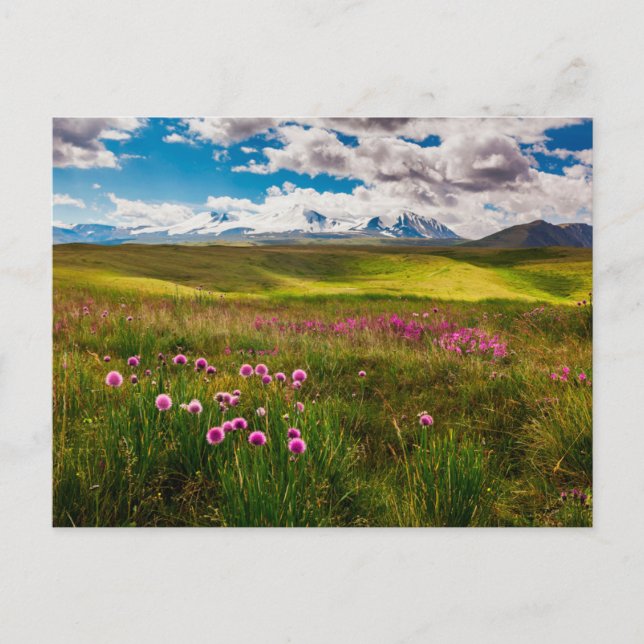 Blumen | Altai, Sibirien, Russland Postkarte (Vorderseite)
