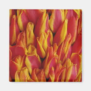 Blumen auf einem Wagen zur Feier des Königinnentag Magnet