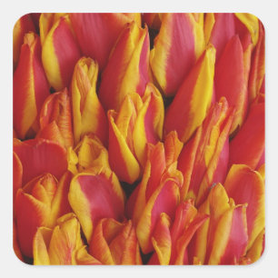 Blumen auf einem Wagen zur Feier des Königinnentag Quadratischer Aufkleber