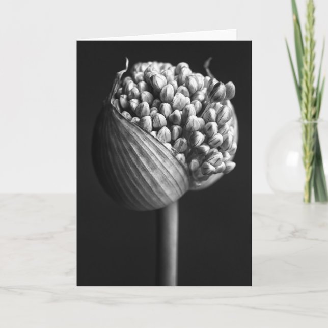Blumen | B&W Allium Blume Bud Karte (Vorderseite)