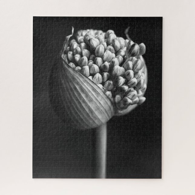 Blumen | B&W Allium Blume Bud Puzzle (Vertikal)