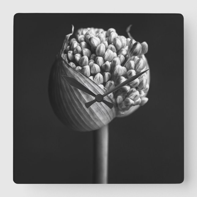 Blumen | B&W Allium Blume Bud Quadratische Wanduhr (Vorderseite)