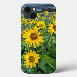 Blumen Balsomroot Columbia River, Oregon Case-Mate iPhone Hülle