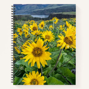 Blumen   Balsomroot Columbia River, Oregon Notizbuch