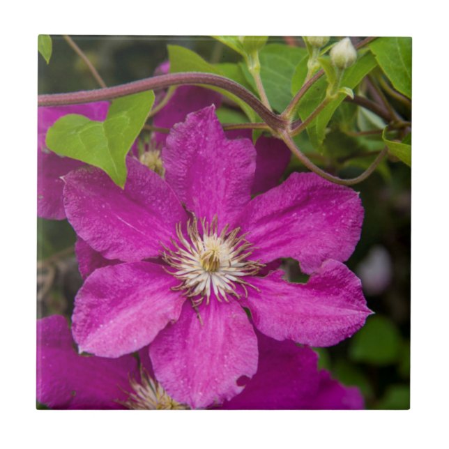 Blumen bei Robinette's Apple Haus & Geschenke Sche Fliese (Vorderseite)