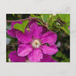 Blumen bei Robinette's Apple Haus & Geschenke Sche Postkarte