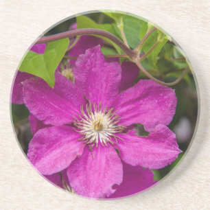 Blumen bei Robinette's Apple Haus & Geschenke Sche Sandstein Untersetzer
