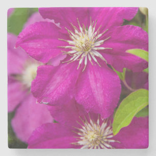 Blumen bei Robinette's Apple Haus und Geschenkstal Steinuntersetzer