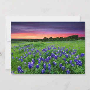 Blumen   Bluebonnets bei Sunset Texas Dankeskarte