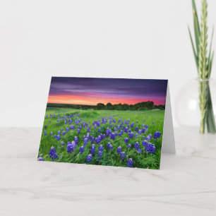Blumen   Bluebonnets bei Sunset Texas Karte