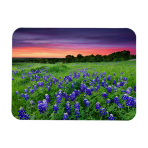 Blumen Bluebonnets bei Sunset Texas Magnet