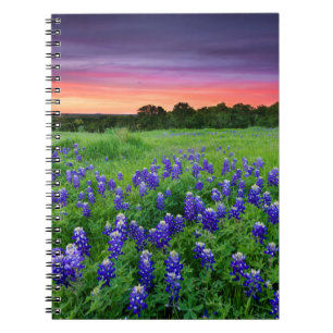 Blumen Bluebonnets bei Sunset Texas Notizblock