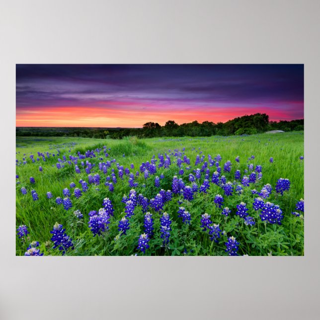 Blumen | Bluebonnets bei Sunset Texas Poster (Vorne)