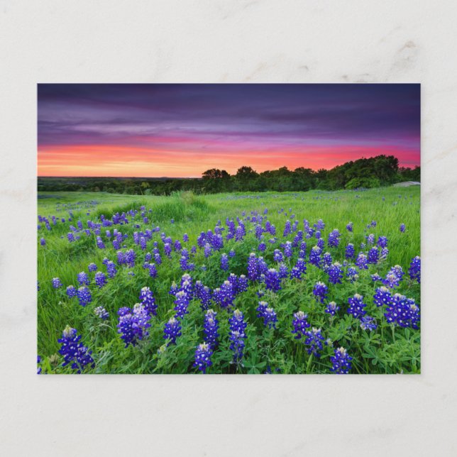 Blumen | Bluebonnets bei Sunset Texas Postkarte (Vorderseite)