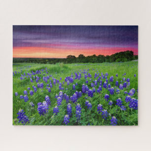 Blumen   Bluebonnets bei Sunset Texas Puzzle