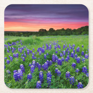 Blumen   Bluebonnets bei Sunset Texas Rechteckiger Pappuntersetzer