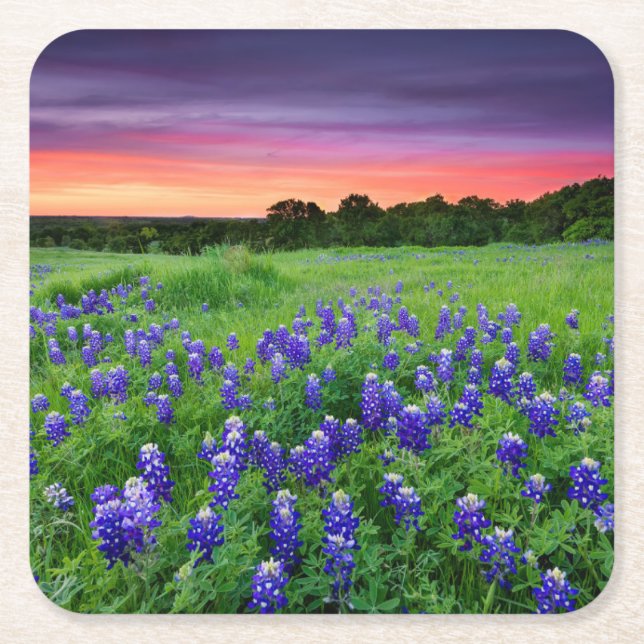 Blumen | Bluebonnets bei Sunset Texas Rechteckiger Pappuntersetzer (Vorderseite)