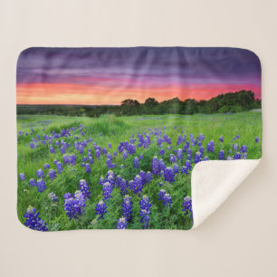 Blumen Bluebonnets bei Sunset Texas Sherpadecke