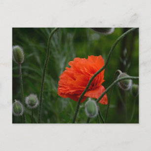 Blumen blühen postkarte