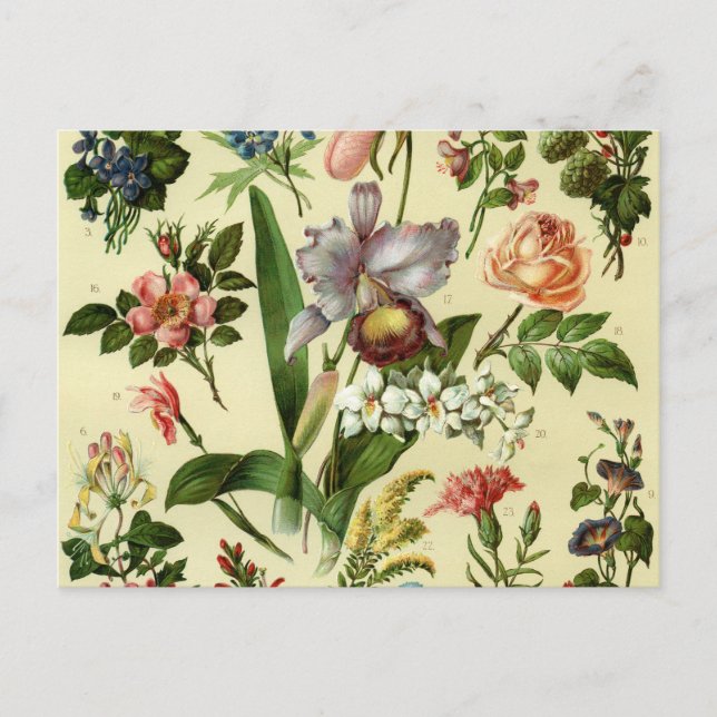Blumen Botanicals Postkarte (Vorderseite)