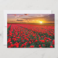 Blumen | Botanischer Garten Holland