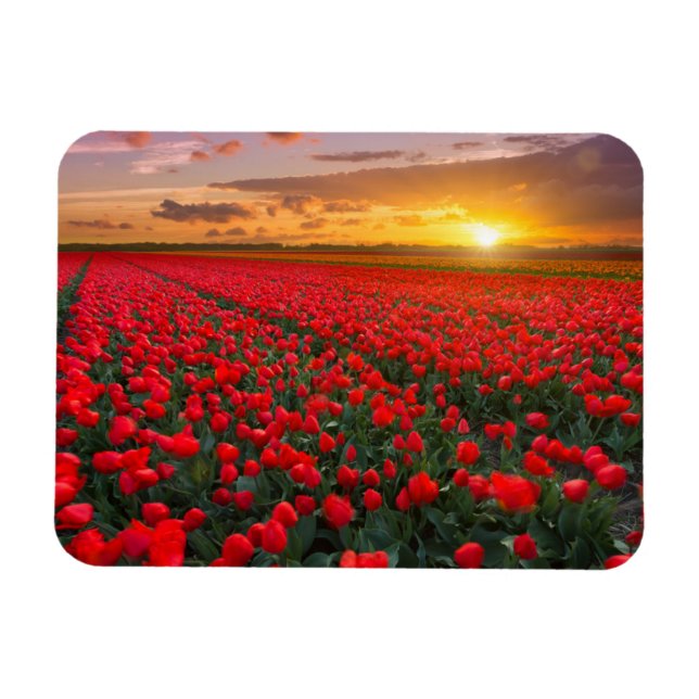Blumen | Botanischer Garten Holland Magnet (Horizontal)