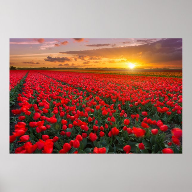 Blumen | Botanischer Garten Holland Poster (Vorne)