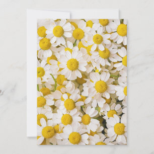 Blumen Bündel von Chamomiles Dankeskarte