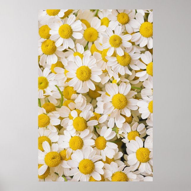 Blumen | Bündel von Chamomiles Poster (Vorne)