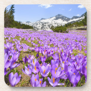 Blumen   Crocus Pirin Mountain Park Bulgarien Getränkeuntersetzer