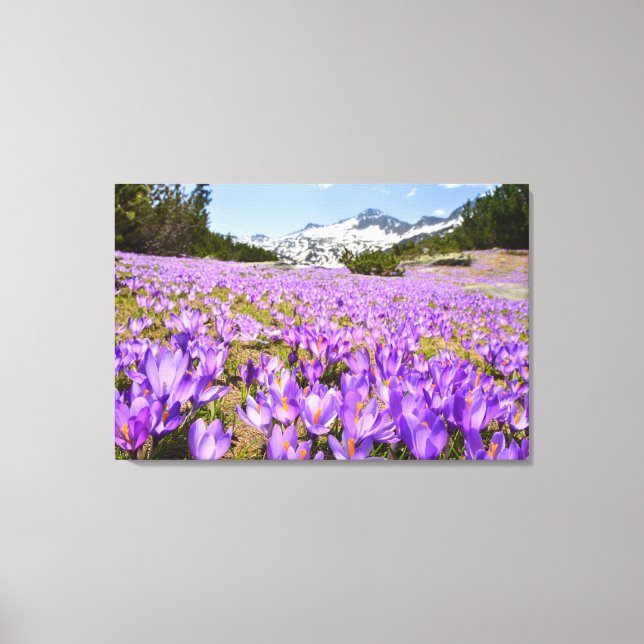 Blumen | Crocus Pirin Mountain Park Bulgarien Leinwanddruck (Vorderseite)