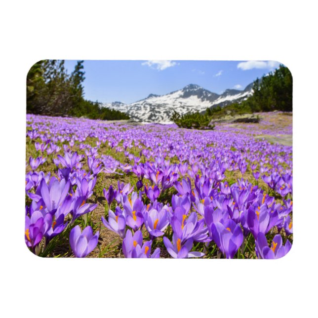 Blumen | Crocus Pirin Mountain Park Bulgarien Magnet (Horizontal)