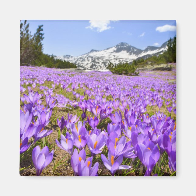 Blumen | Crocus Pirin Mountain Park Bulgarien Magnet (Vorne)