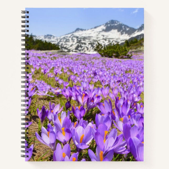 Blumen | Crocus Pirin Mountain Park Bulgarien Notizbuch (Vorderseite)