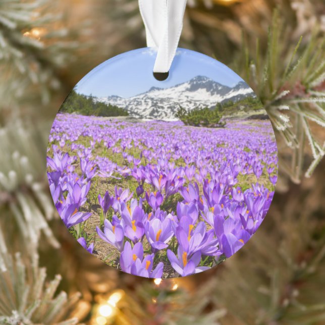 Blumen | Crocus Pirin Mountain Park Bulgarien Ornament (Baum)