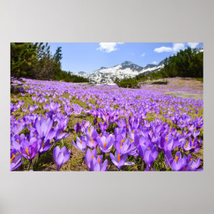 Blumen   Crocus Pirin Mountain Park Bulgarien Poster