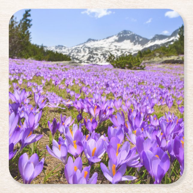 Blumen | Crocus Pirin Mountain Park Bulgarien Rechteckiger Pappuntersetzer (Vorderseite)