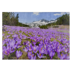 Blumen   Crocus Pirin Mountain Park Bulgarien Schneidebrett