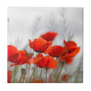 Blumen der gemeinen Mohnblume auf einem Gebiet Fliese