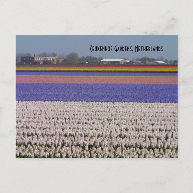 Blumen der Niederlande Postkarte (Vorderseite)